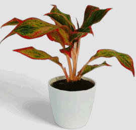 Indoor Plants Image